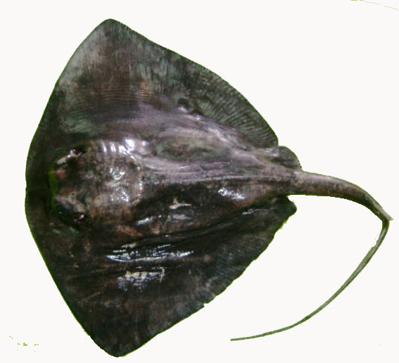 Pteroplatytrygon violacea_001.jpg